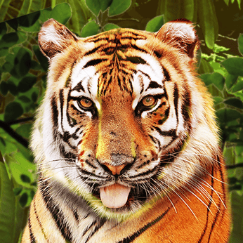 Big Cat Rescue Megaways™