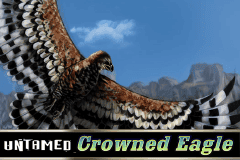 Untamed Crowned Eagle